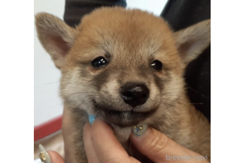 成約済の富山県の柴犬-184138の1枚目